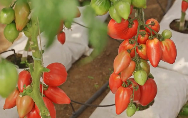 Томат «Десперадо». Tomato Dwarf Desperado