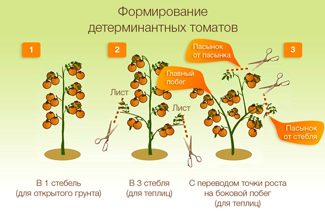 Формирование детерминантного сорта томатов в теплице и открытом грунте