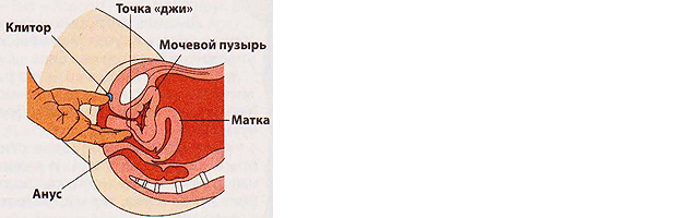 Фото. Где находится и как найти точку G у женщины для стимуляции