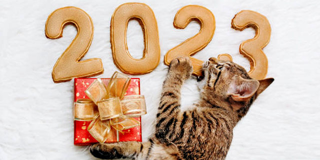 2023 год Кота