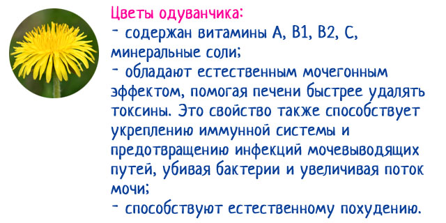 Полезные свойства цветков одуванчиков